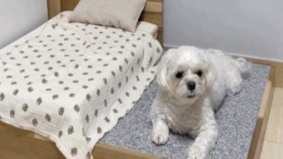 벨르펫홈 득템 후기! 솔직 후기와 구매 꿀팁 대방출🎁